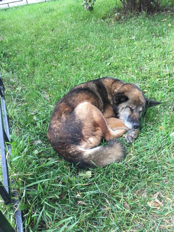 Lost brown dog in Yekaterinburg — identification photo, lost & found pet database Pathfinder