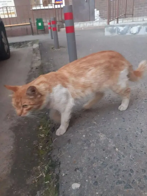 Adoptable white cat in Podolsk — identification photo, lost & found pet database Pathfinder