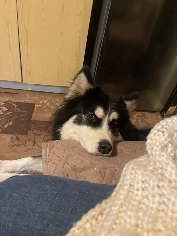 Lost white dog, метис in Bykovo — identification photo, lost & found pet database Pathfinder