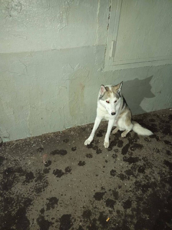 Lost white dog in Moscow — identification photo, lost & found pet database Pathfinder