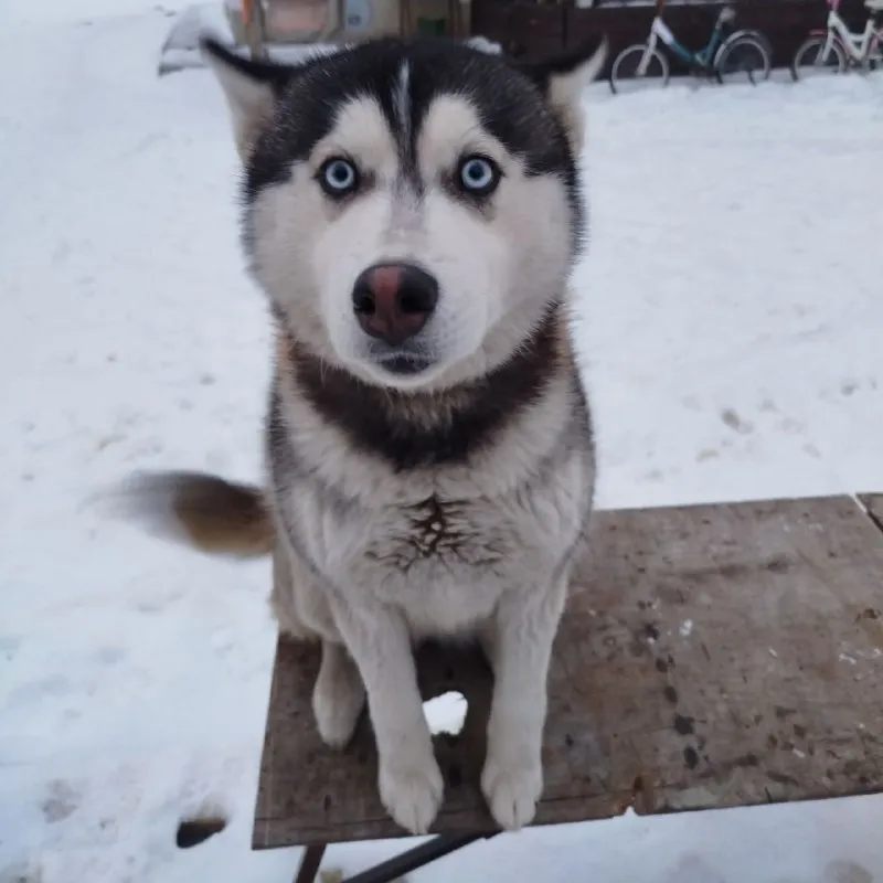 Lost white dog, хаски in Bobrovskiy — identification photo, lost & found pet database Pathfinder