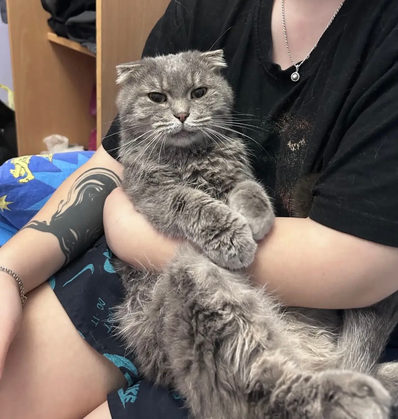 Found gray cat in Novosibirsk — identification photo, lost & found pet database Pathfinder