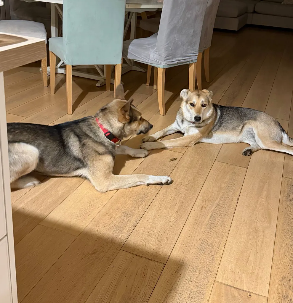 Lost dog, метис in Snegiri — identification photo, lost & found pet database Pathfinder