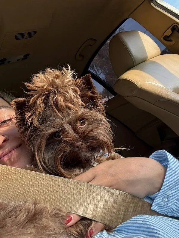 Lost brown dog, йоркширский терьер in Balashikha — identification photo, lost & found pet database Pathfinder