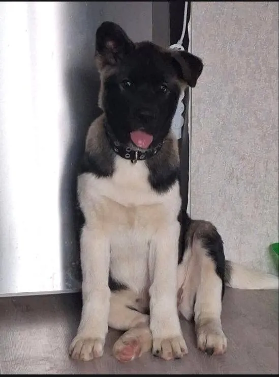 Lost white dog, акита in Kommunarka — identification photo, lost & found pet database Pathfinder