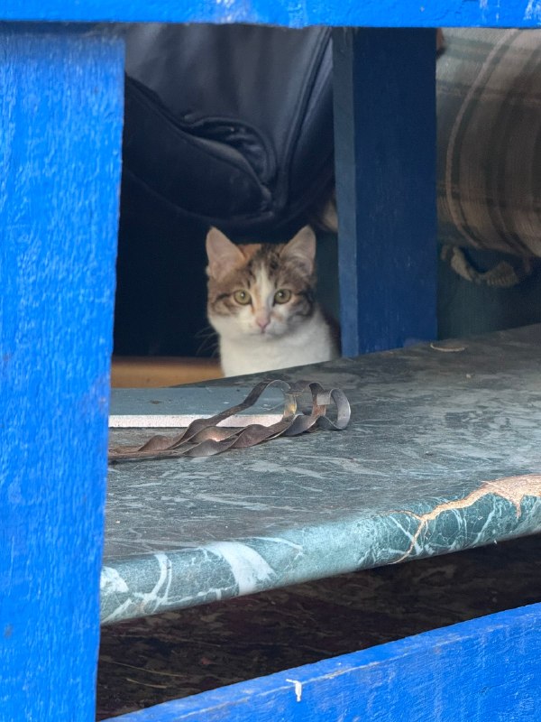 Adoptable cat in Perm — identification photo, lost & found pet database Pathfinder