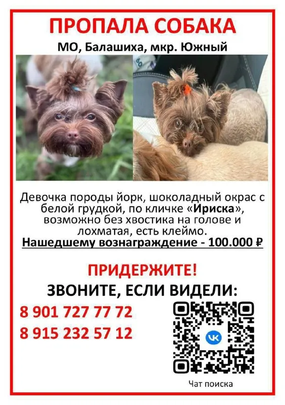 Lost brown dog, йоркширский терьер in Balashikha — identification photo, lost & found pet database Pathfinder