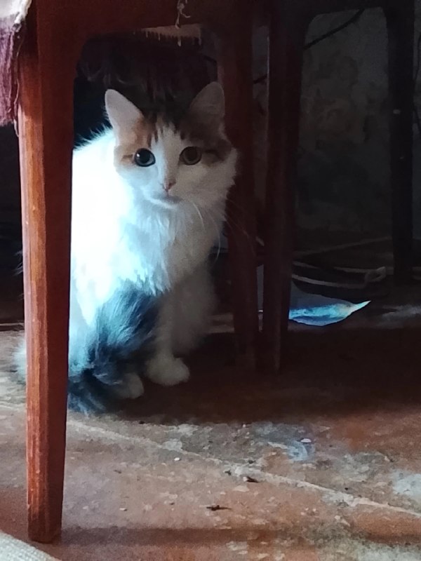 Lost white cat in Perm — identification photo, lost & found pet database Pathfinder