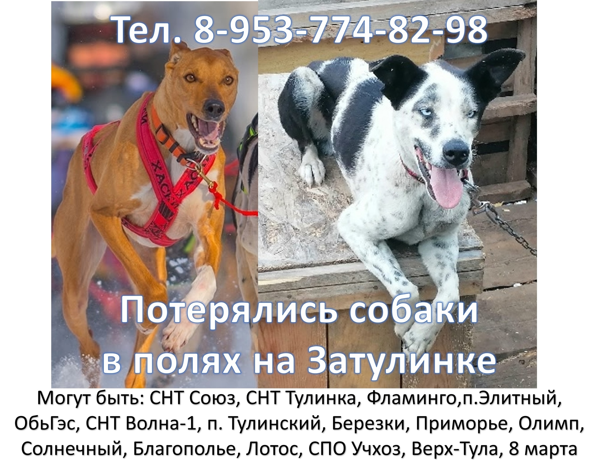 Lost white dog in Novosibirsk — identification photo, lost & found pet database Pathfinder