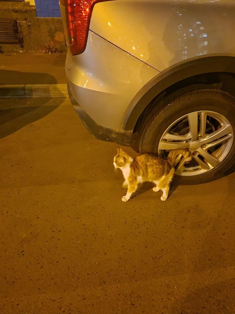 Found cat in Moscow — identification photo, lost & found pet database Pathfinder