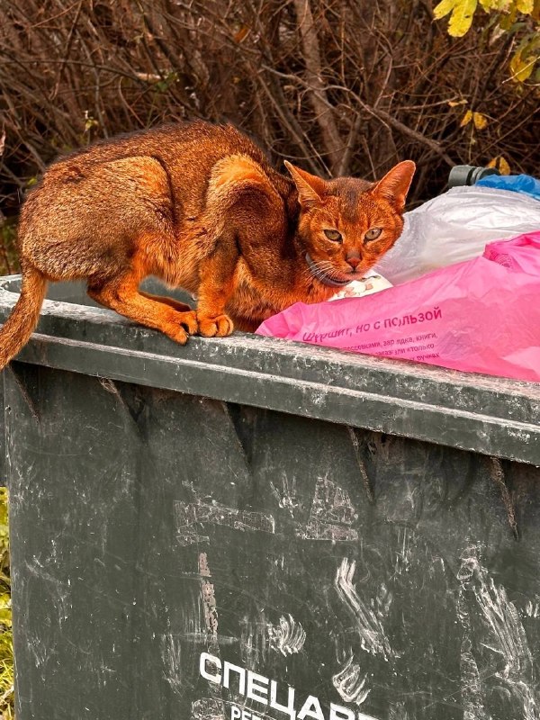 Found ginger cat, абиссинская in Bolshoy Istok — identification photo, lost & found pet database Pathfinder