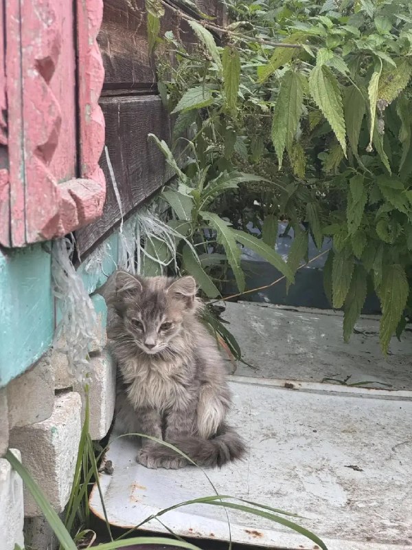 Adoptable gray cat in Matveevka — identification photo, lost & found pet database Pathfinder