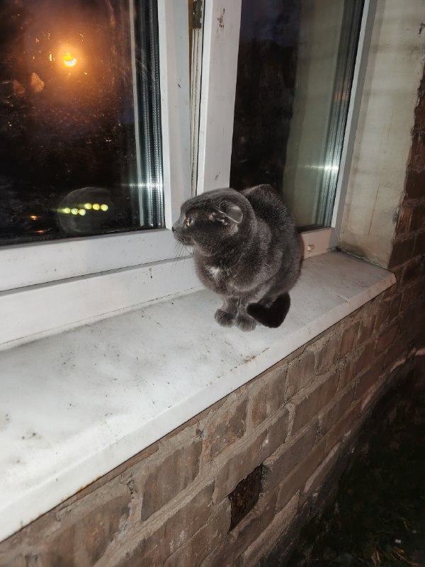 Found gray cat in Perm — identification photo, lost & found pet database Pathfinder