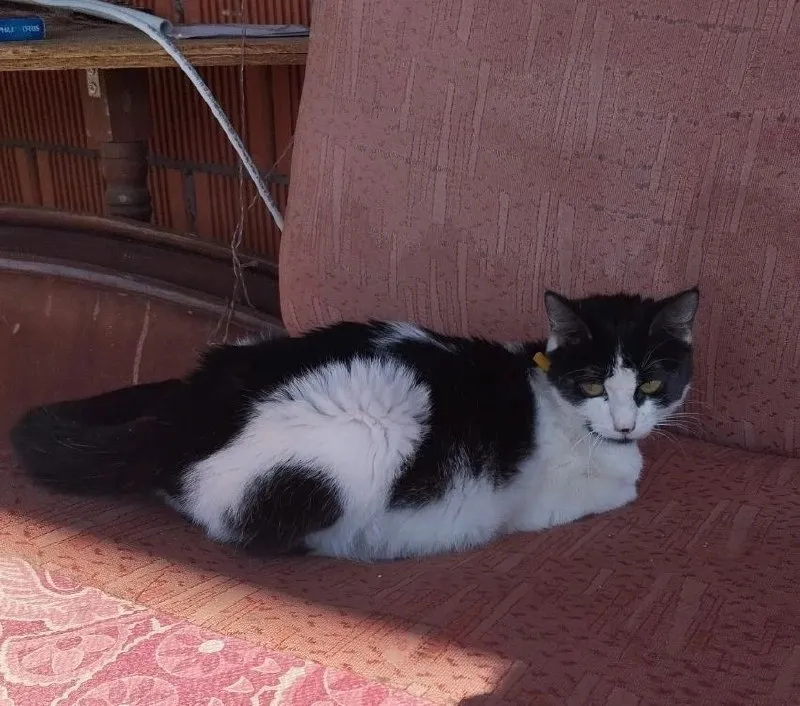 Lost white cat in Domodedovo — identification photo, lost & found pet database Pathfinder