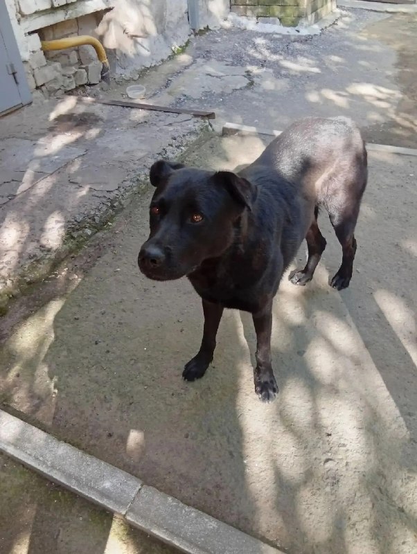 Found black dog in Volgograd — identification photo, lost & found pet database Pathfinder