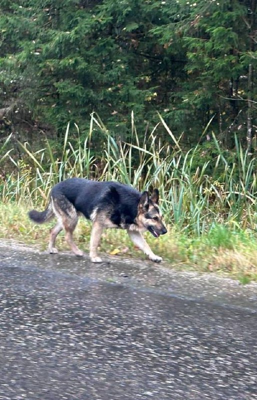 Found fawn dog, овчарка in Dorokhovo — identification photo, lost & found pet database Pathfinder