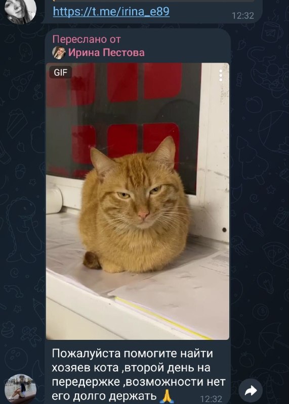 Found ginger cat in Prigorod Lesnoe — identification photo, lost & found pet database Pathfinder