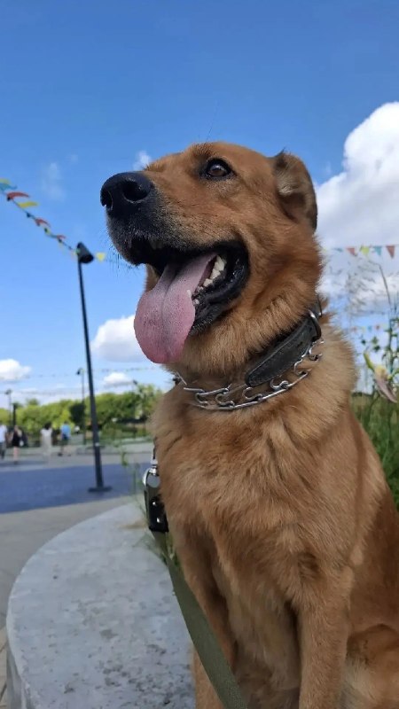 Lost ginger dog in Nizhny Novgorod — identification photo, lost & found pet database Pathfinder