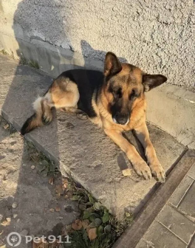 Found brown dog, овчарка in Chastsy — identification photo, lost & found pet database Pathfinder