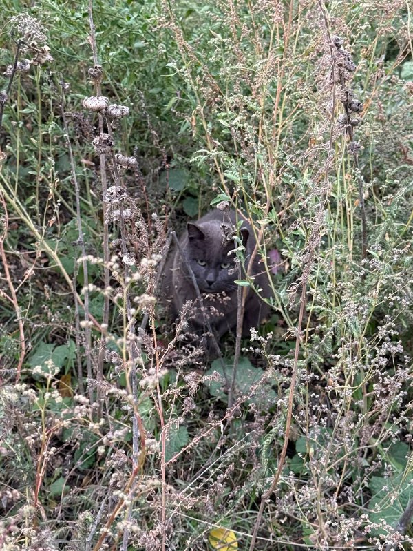 Found gray cat in Omsk — identification photo, lost & found pet database Pathfinder