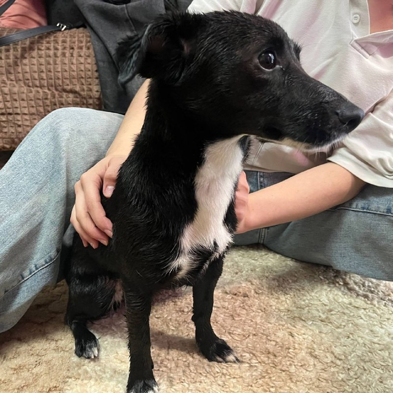 Adoptable black dog in Yekaterinburg — identification photo, lost & found pet database Pathfinder