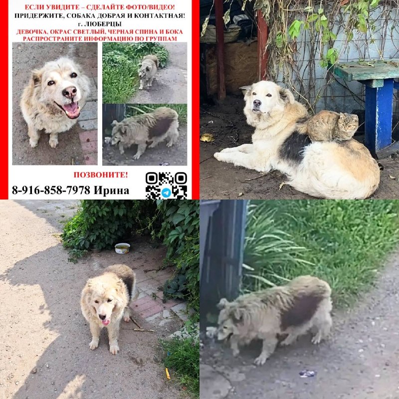 Lost cream dog in Kraskovo — identification photo, lost & found pet database Pathfinder