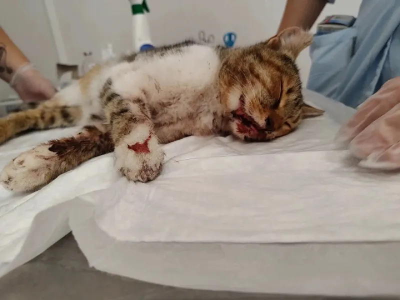 Adoptable white pet in Nizhny Novgorod — identification photo, lost & found pet database Pathfinder
