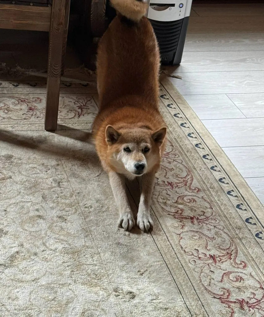 Lost dog, сиба-ину in Kiyasovo — identification photo, lost & found pet database Pathfinder
