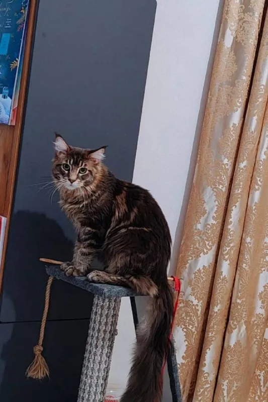 Lost brown cat, мейн-кун in Bobrovskiy — identification photo, lost & found pet database Pathfinder