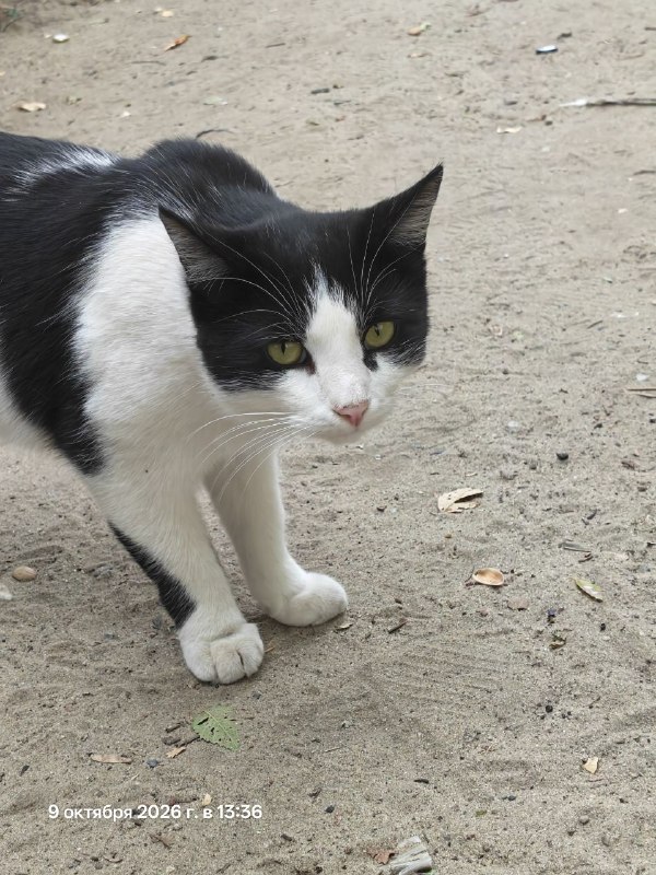 Adoptable white cat in Volgograd — identification photo, lost & found pet database Pathfinder