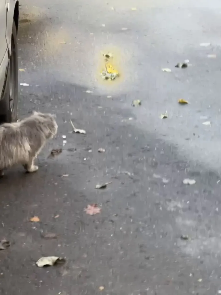 Found cat in Moscow — identification photo, lost & found pet database Pathfinder