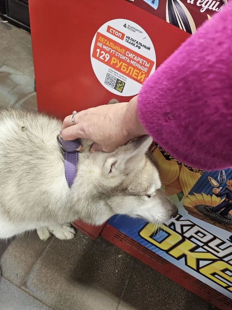 Found dog in Pervomayskoe — identification photo, lost & found pet database Pathfinder