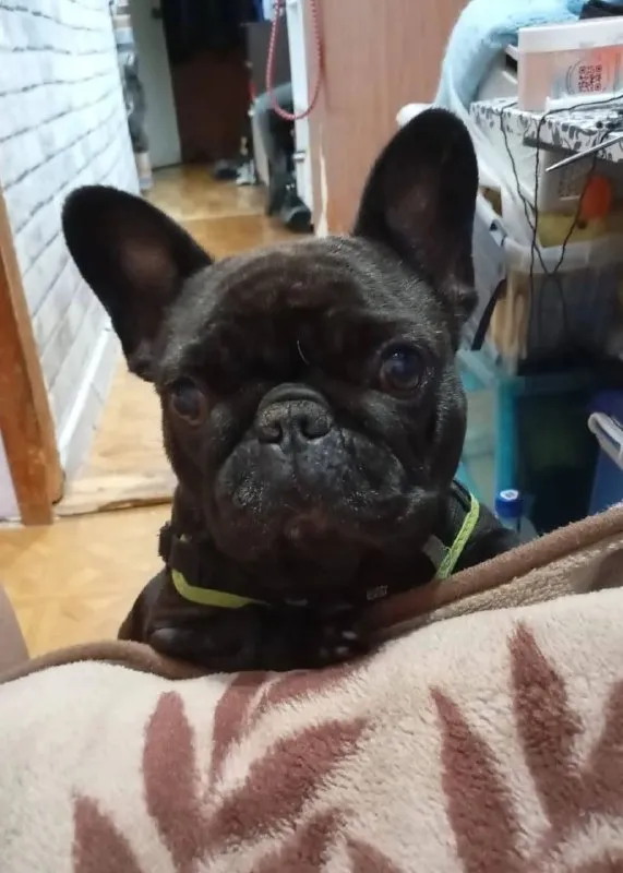 Lost black dog, французский бульдог in Odintsovo — identification photo, lost & found pet database Pathfinder