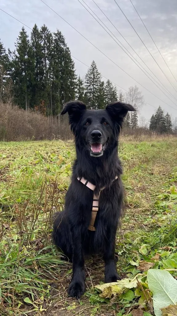 Found dog in Zvenigorod — identification photo, lost & found pet database Pathfinder