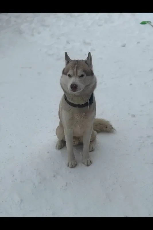 Lost cream dog, хаски in Korolev — identification photo, lost & found pet database Pathfinder