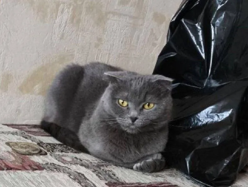 Lost gray cat, шотландка in Mytishchi — identification photo, lost & found pet database Pathfinder