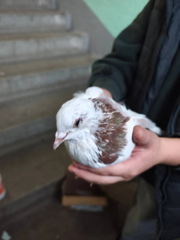 Found pet in Yekaterinburg — identification photo, lost & found pet database Pathfinder