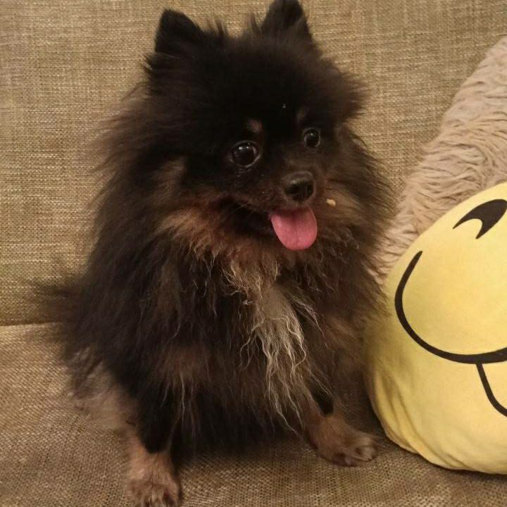 Found brown dog, шпиц in Saint Petersburg — identification photo, lost & found pet database Pathfinder