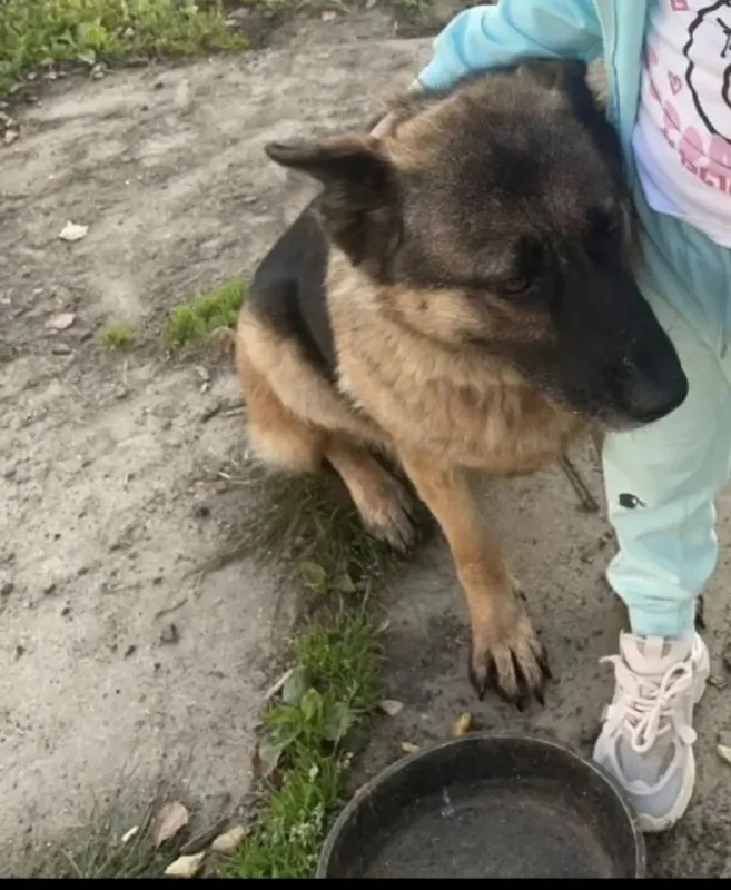 Lost dog, овчарка in Elektrostal — identification photo, lost & found pet database Pathfinder