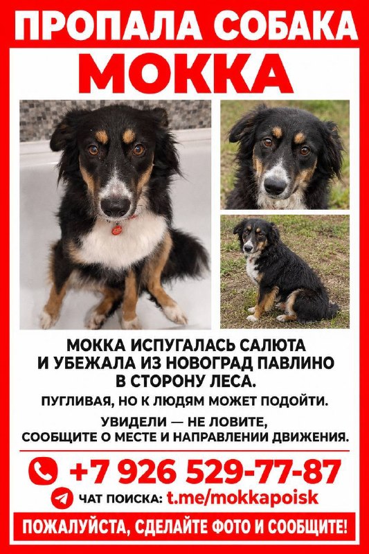 Lost white dog in Balashikha — identification photo, lost & found pet database Pathfinder