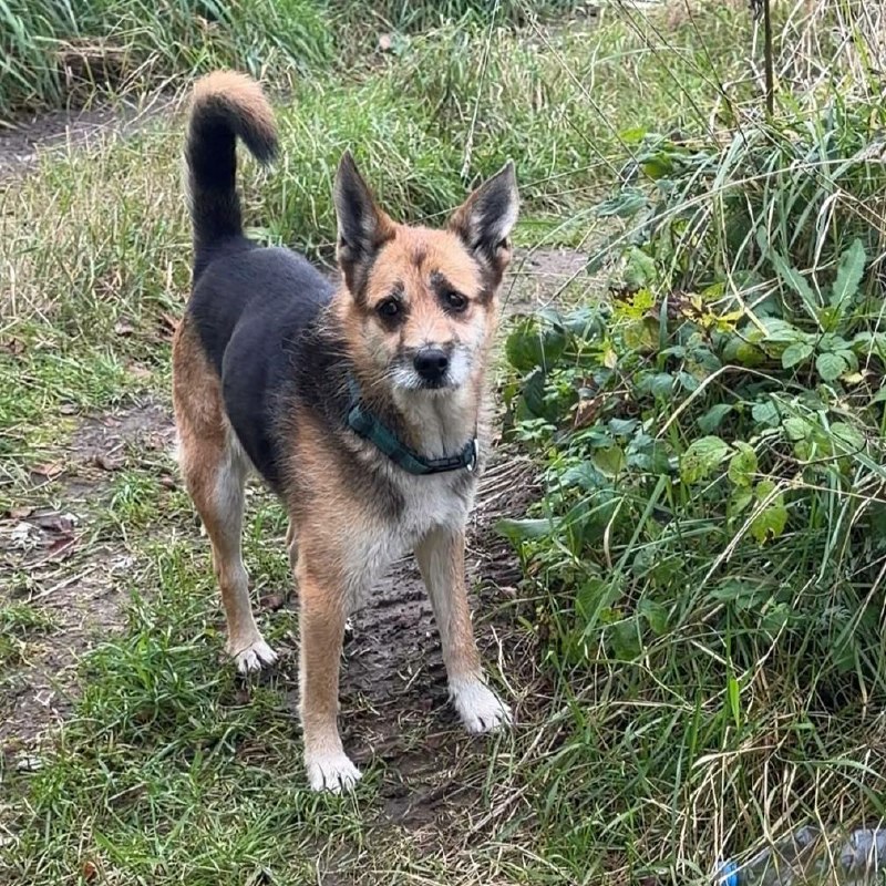 Found brown dog in Tokkari — identification photo, lost & found pet database Pathfinder