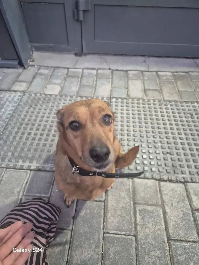 Found dog, метис in Yuzhnaya Bittsa — identification photo, lost & found pet database Pathfinder