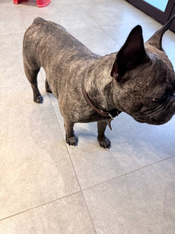 Found brown dog, французский бульдог in Istrinskiy Rayon — identification photo, lost & found pet database Pathfinder