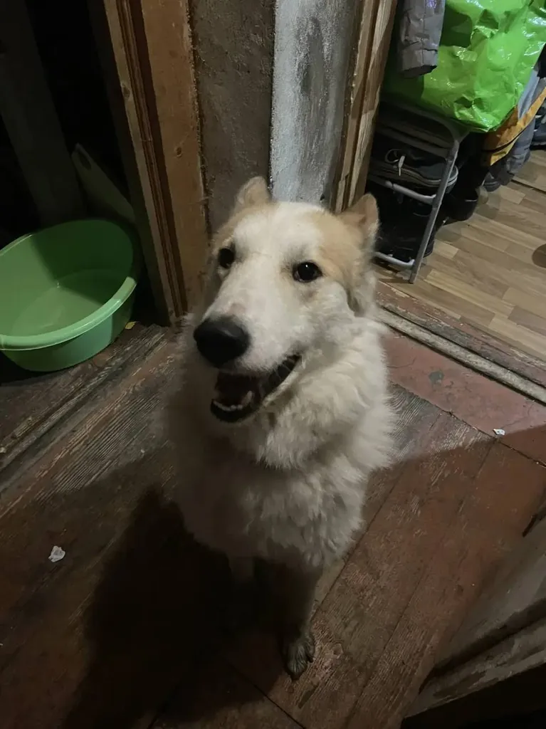Found dog, беспородный in Udelnaya — identification photo, lost & found pet database Pathfinder