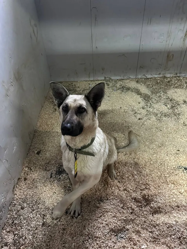 Lost dog, метис in Khripkovskie Vyselki — identification photo, lost & found pet database Pathfinder