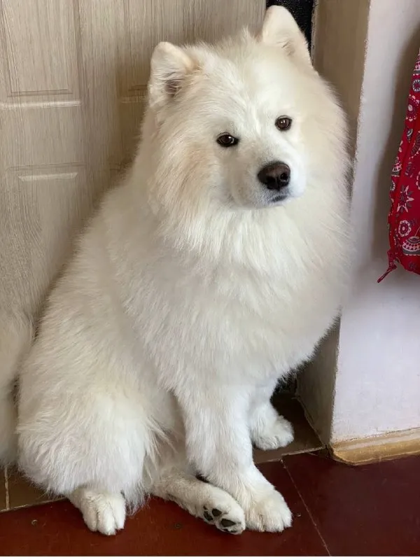 Lost white dog, самоед in Zabolote — identification photo, lost & found pet database Pathfinder