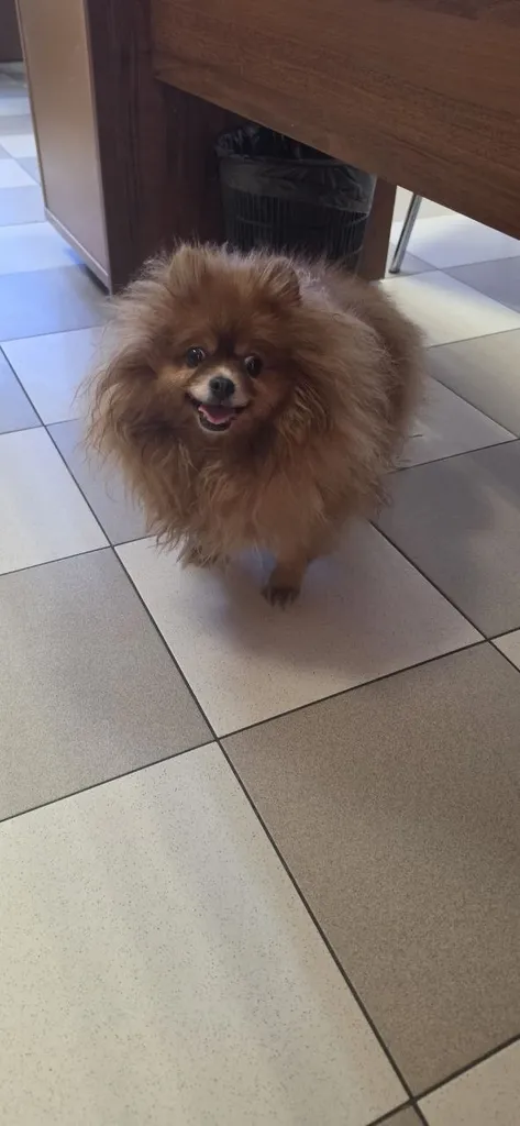 Found dog, шпиц in Khimki — identification photo, lost & found pet database Pathfinder