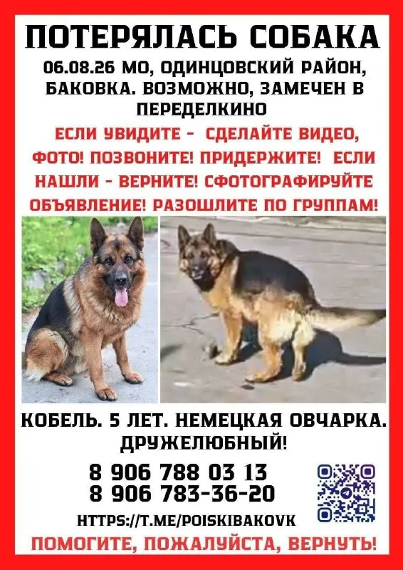 Lost brown dog, овчарка in Meshcherskiy Park — identification photo, lost & found pet database Pathfinder