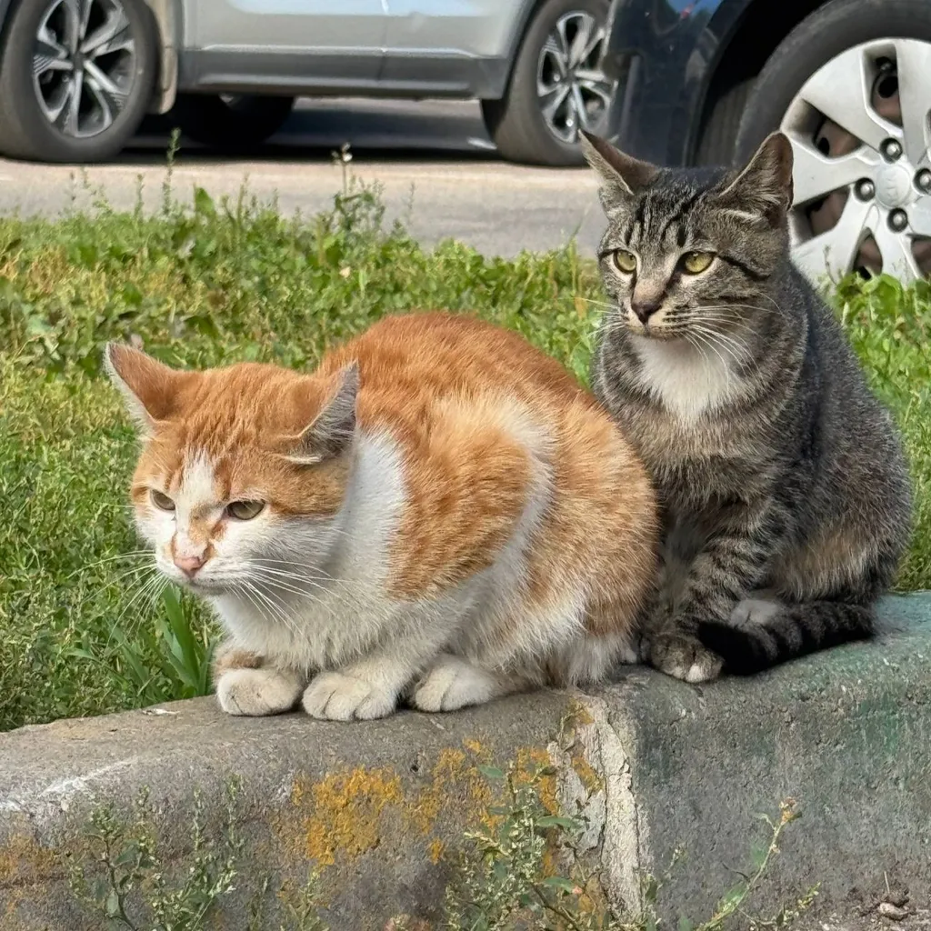 Found cat in Moscow — identification photo, lost & found pet database Pathfinder