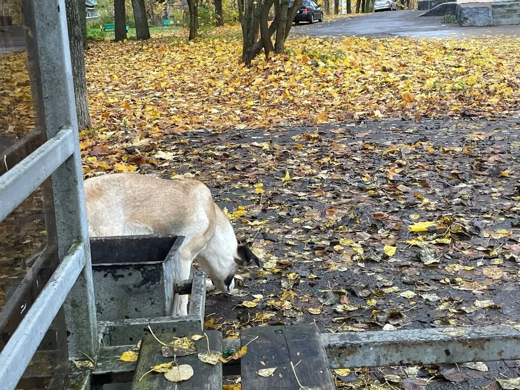 Found dog, дворняжка/овчарка in Krasnozavodsk — identification photo, lost & found pet database Pathfinder